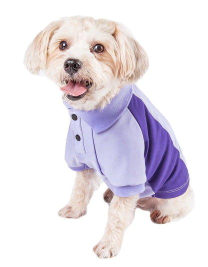 Dog wearing a purple and gray sweater on a white background