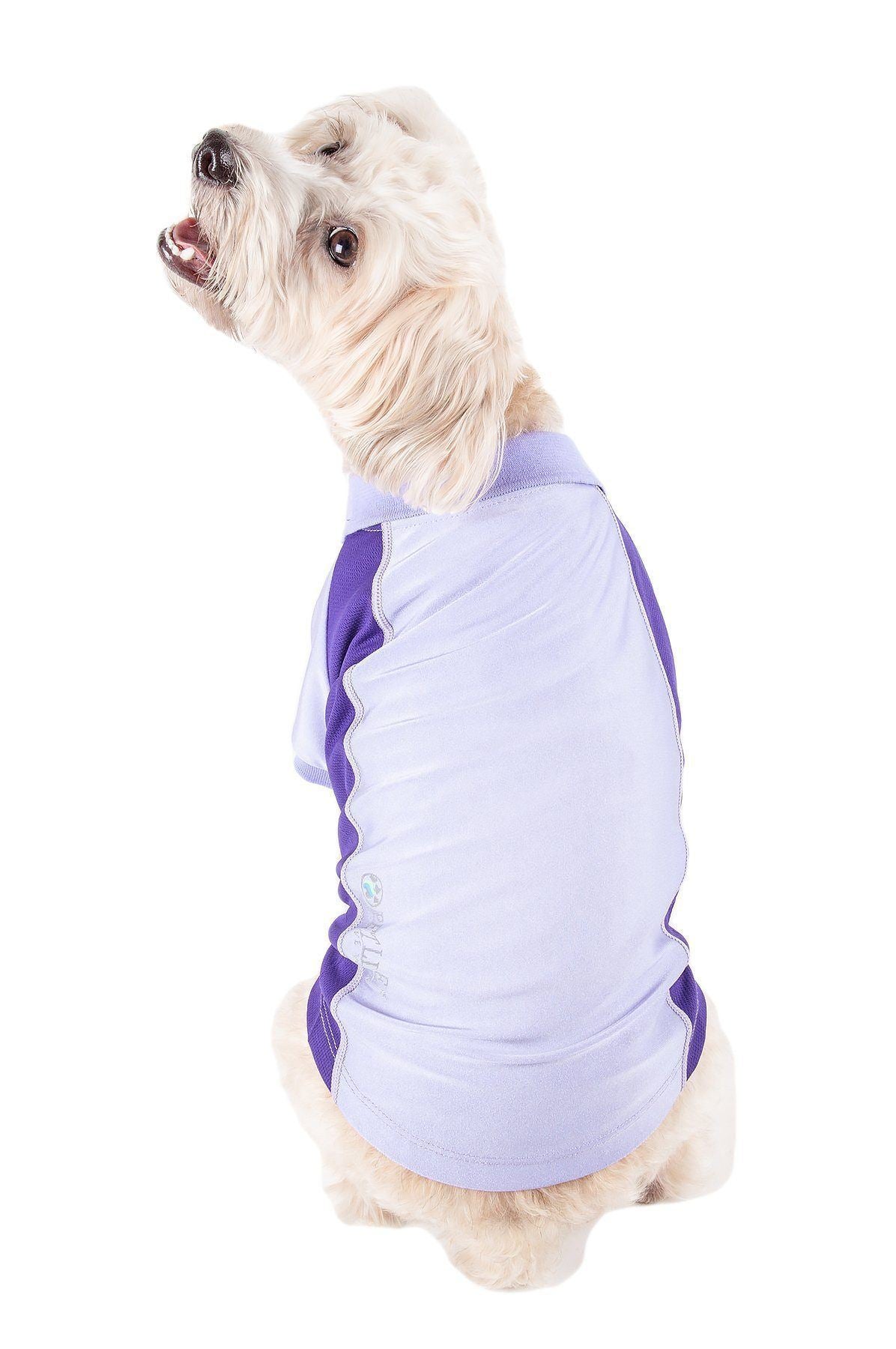 Dog wearing a purple and gray shirt on a white background