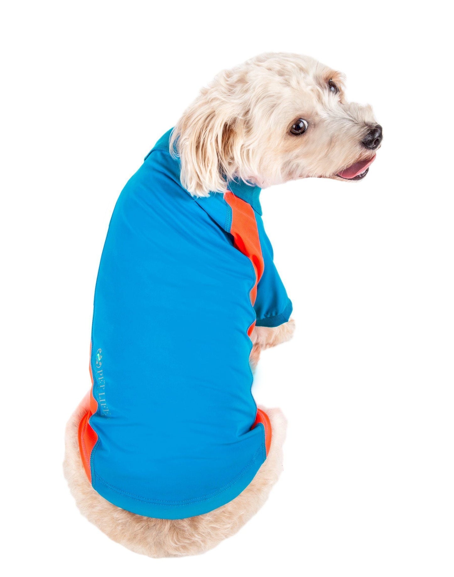 Dog wearing a blue and orange shirt on a white background
