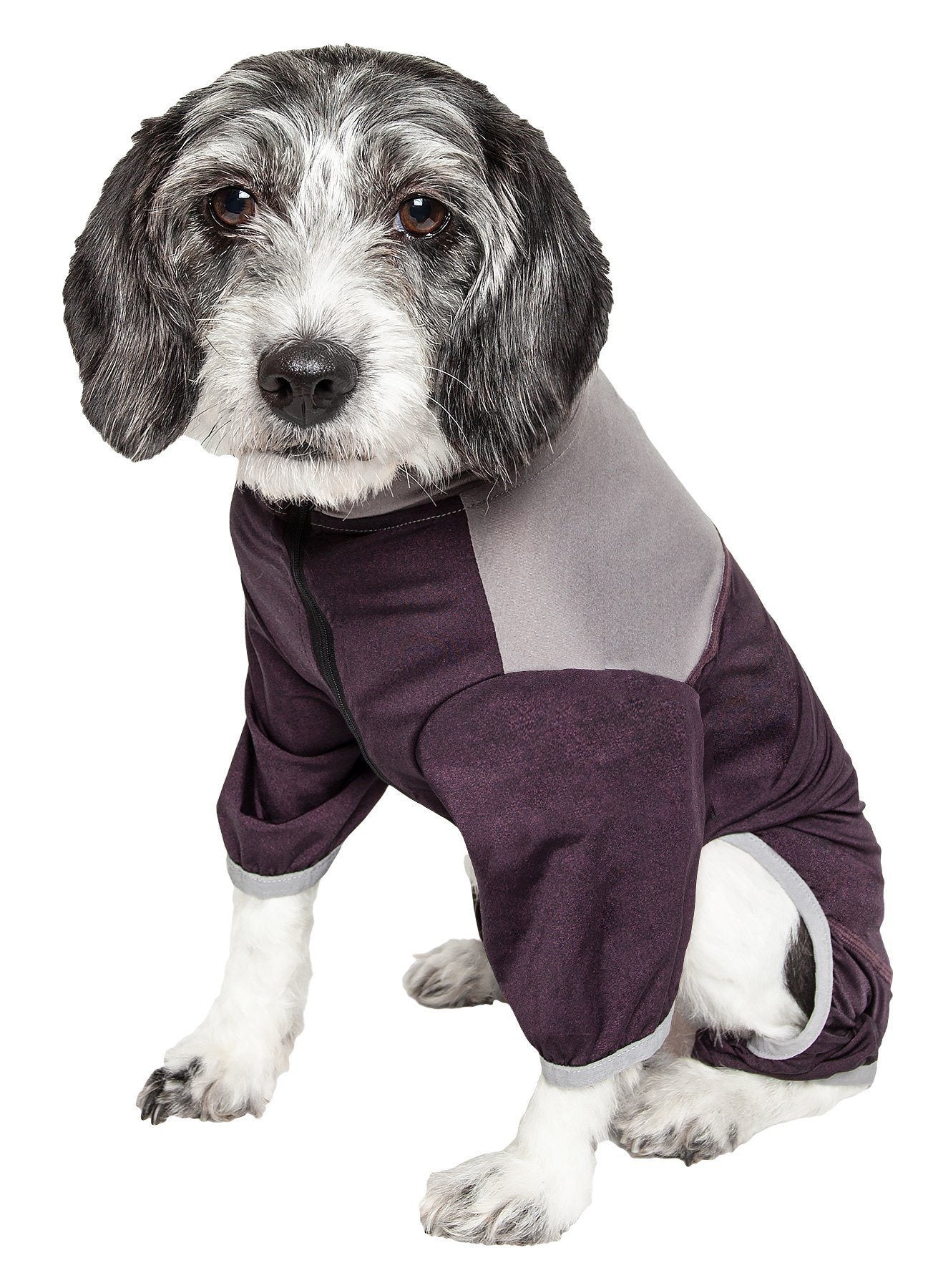 Dog wearing a purple and gray outfit on a white background