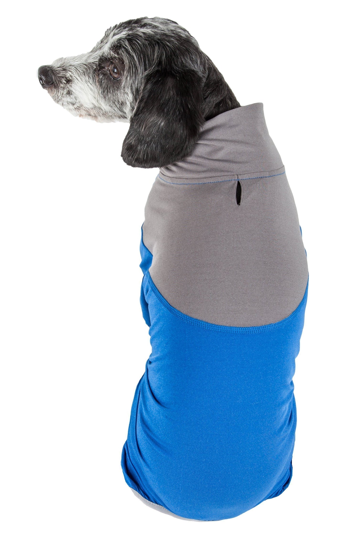 Dog wearing a gray and blue shirt on a white background