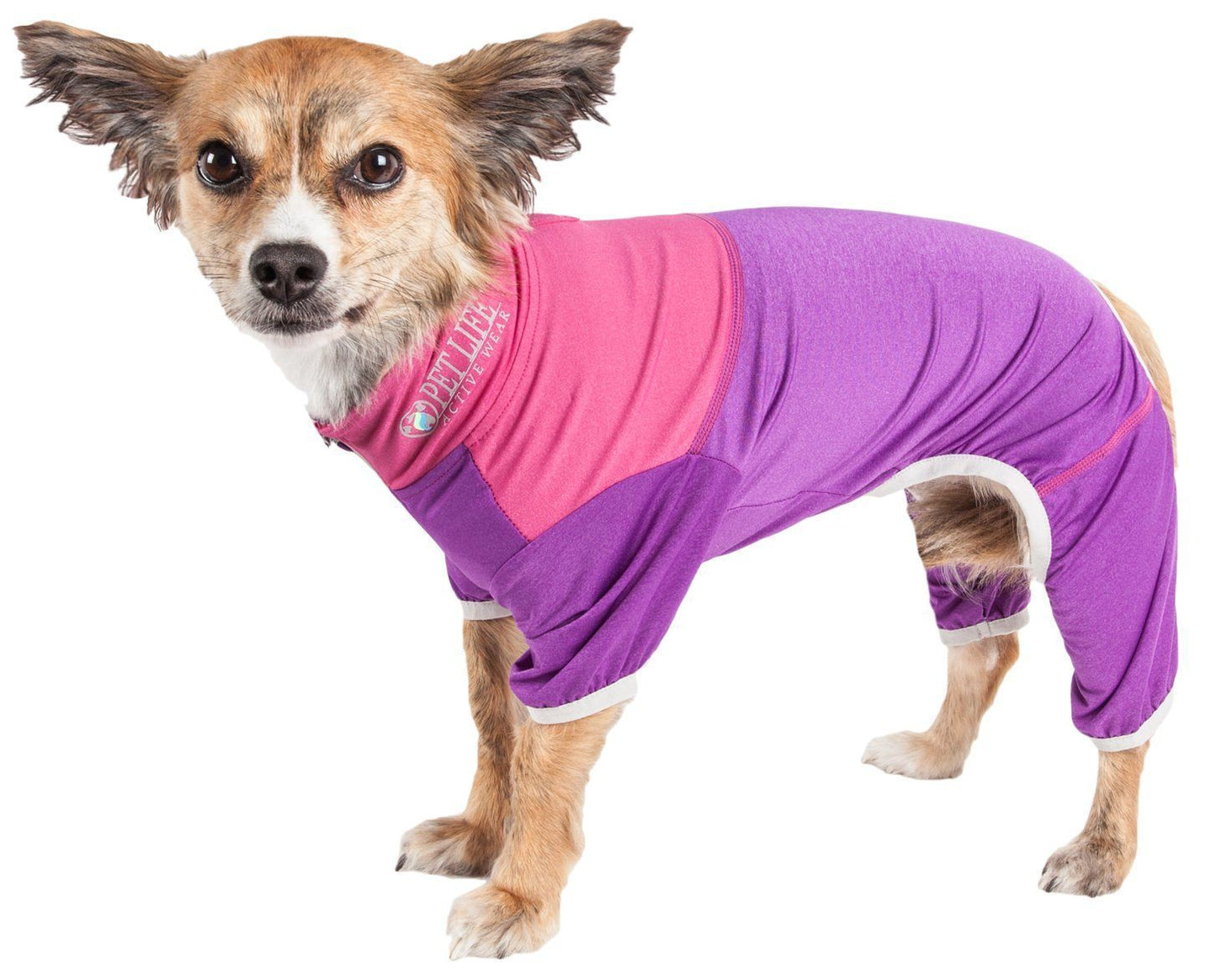 Dog wearing a pink and purple outfit on a white background