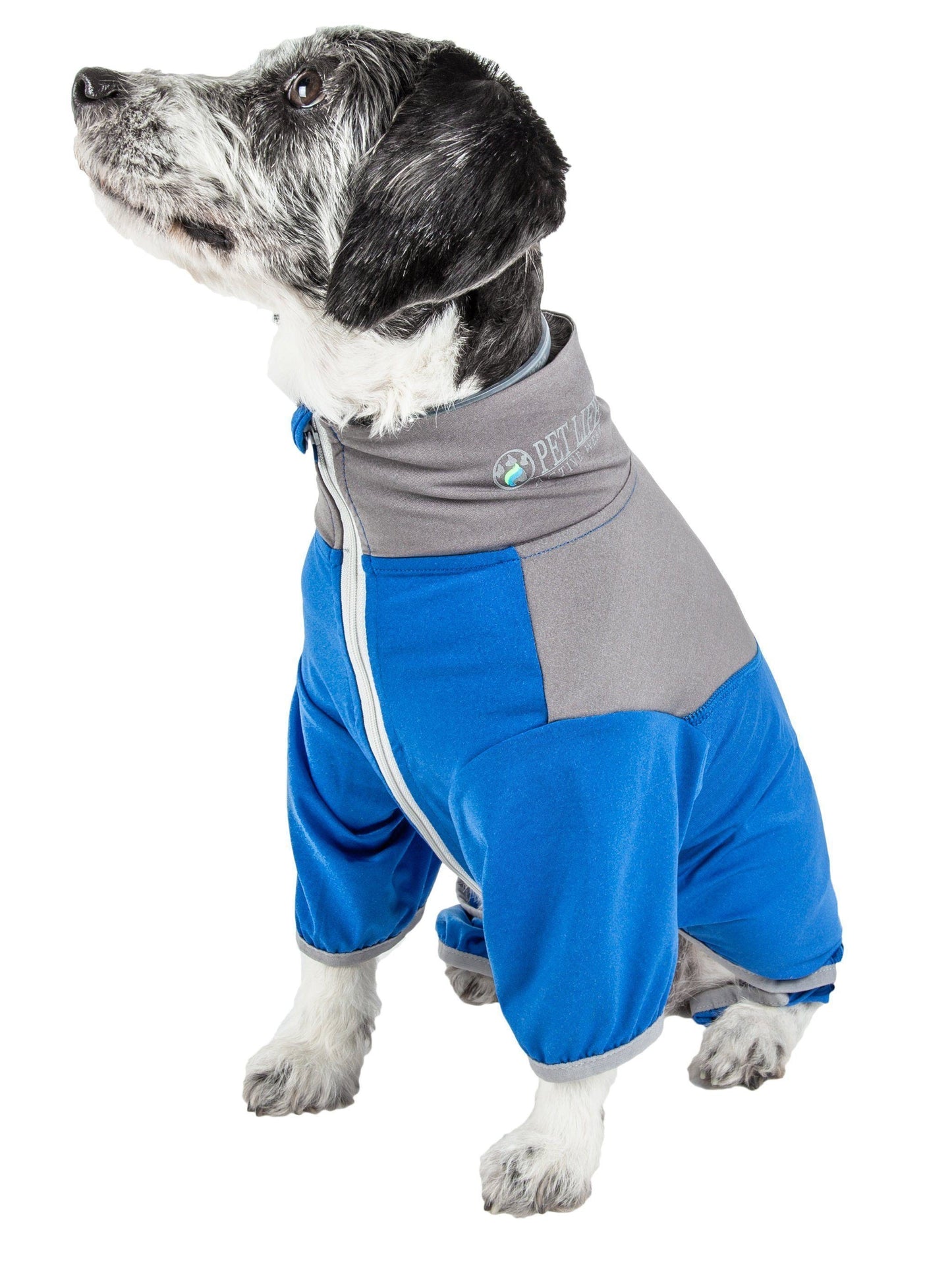Dog wearing a blue and gray onesie on a white background