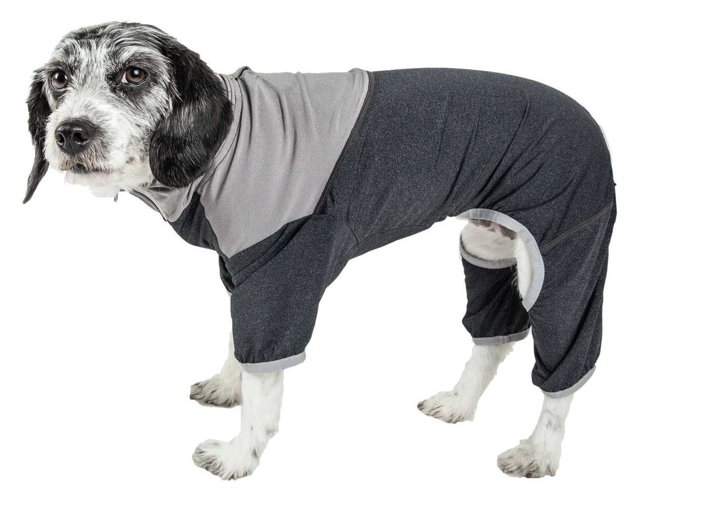 Dog wearing a gray and black outfit on a white background