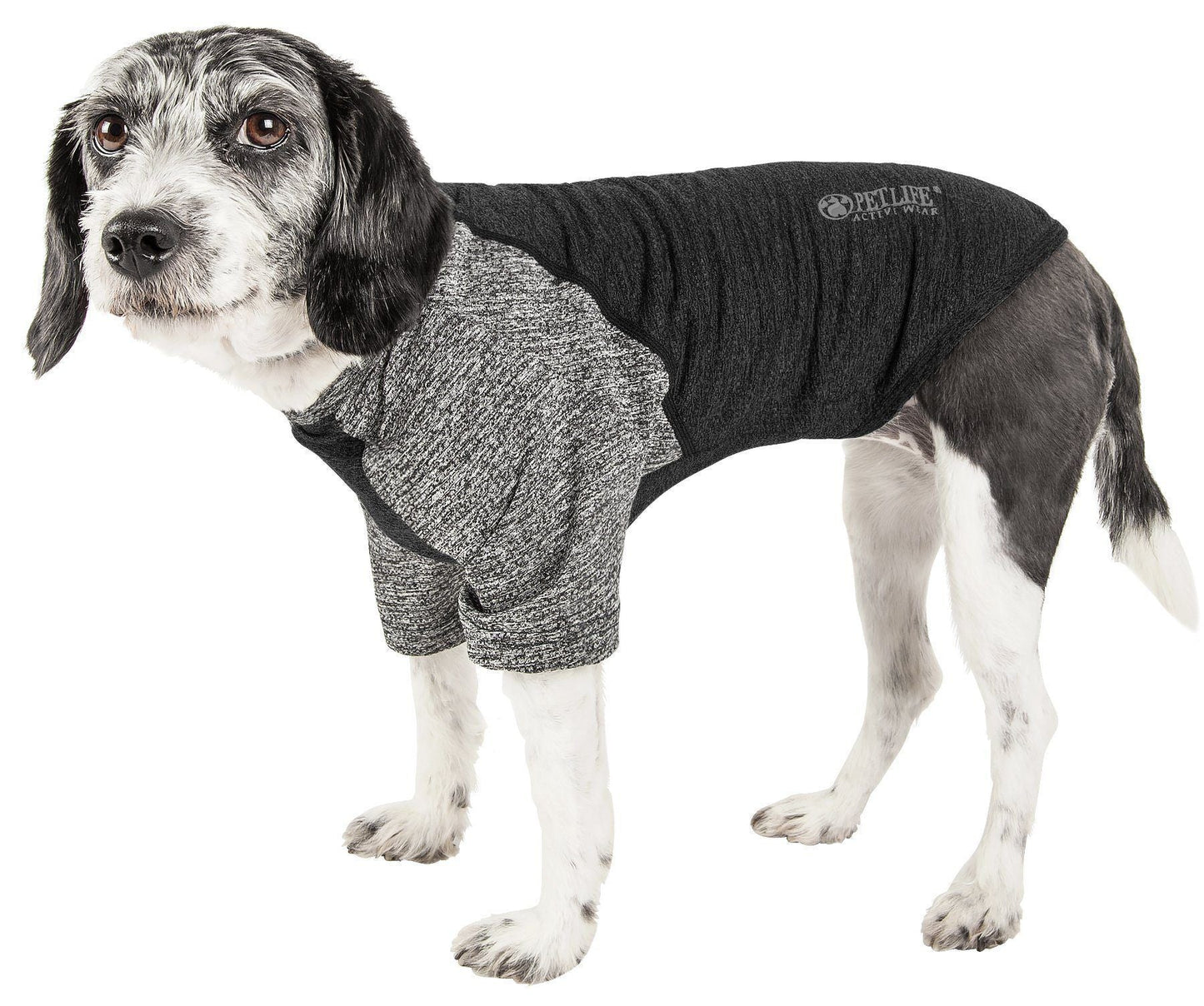 Dog wearing a black and gray sweater on a white background