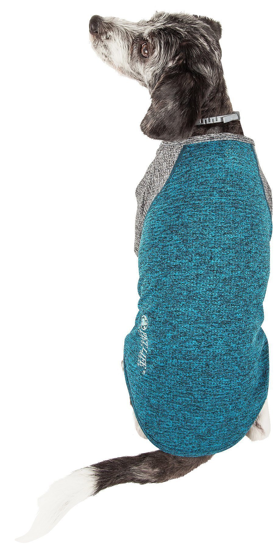 Dog wearing a blue and gray sweater on a white background