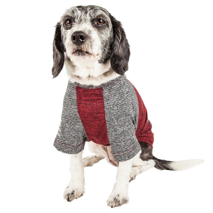 Dog wearing a gray and red sweater on a white background