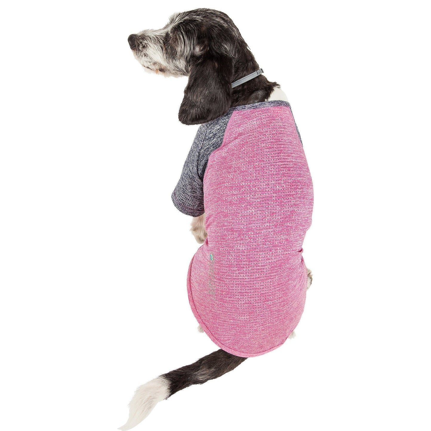 Dog wearing a pink and gray sweater on a white background