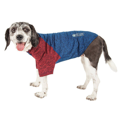 Dog wearing a blue and red sweater on a white background