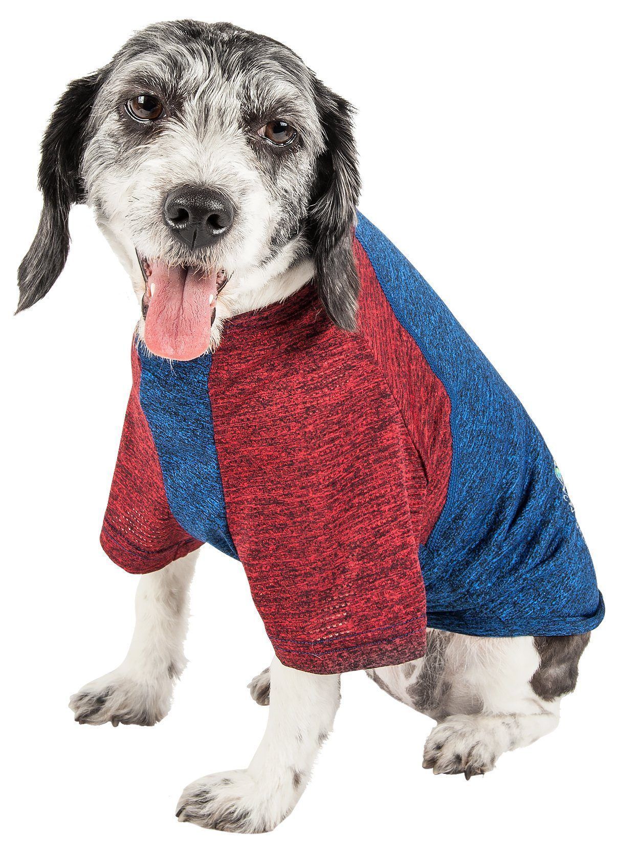 Dog wearing a red and blue sweater on a white background