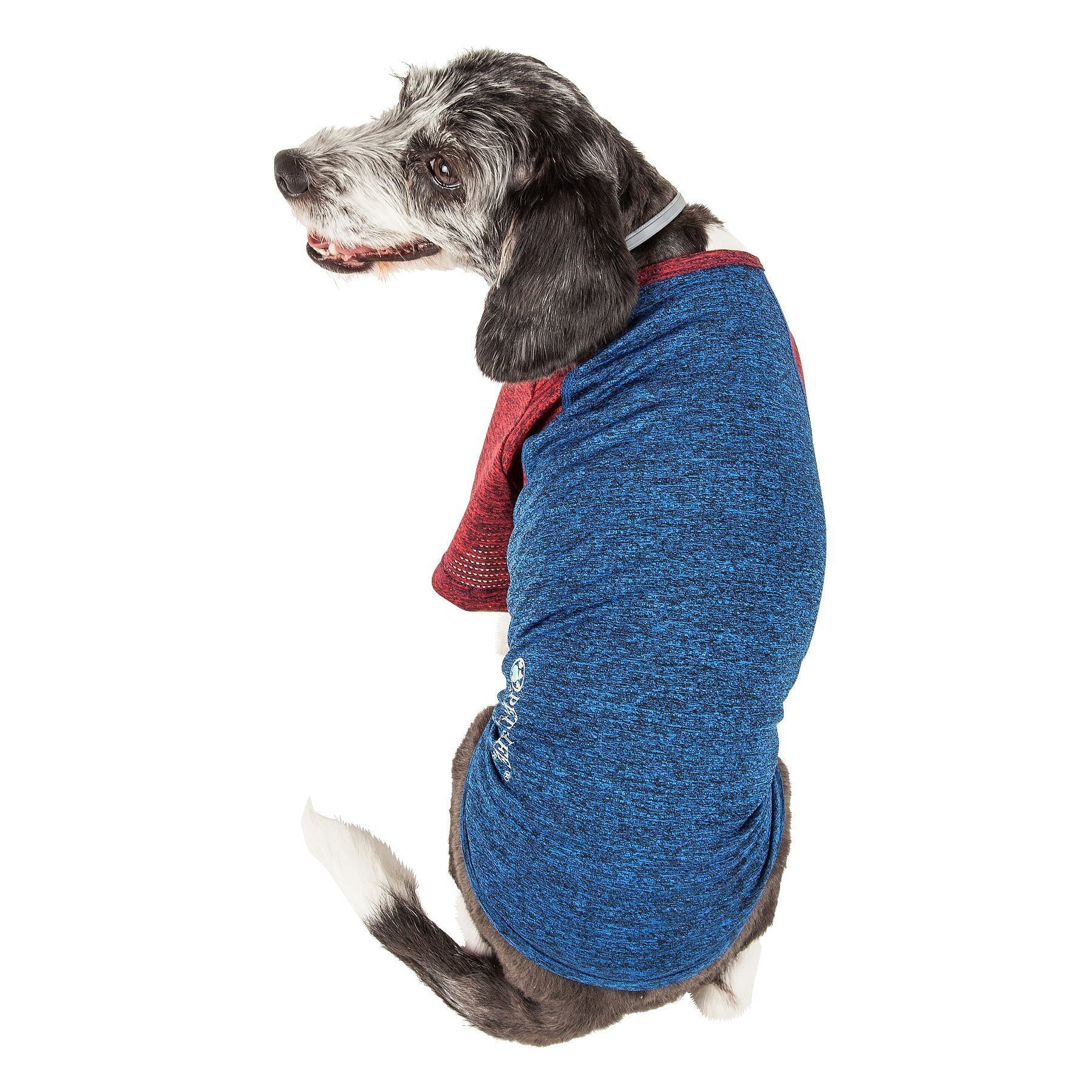Dog wearing a blue and red sweater on a white background