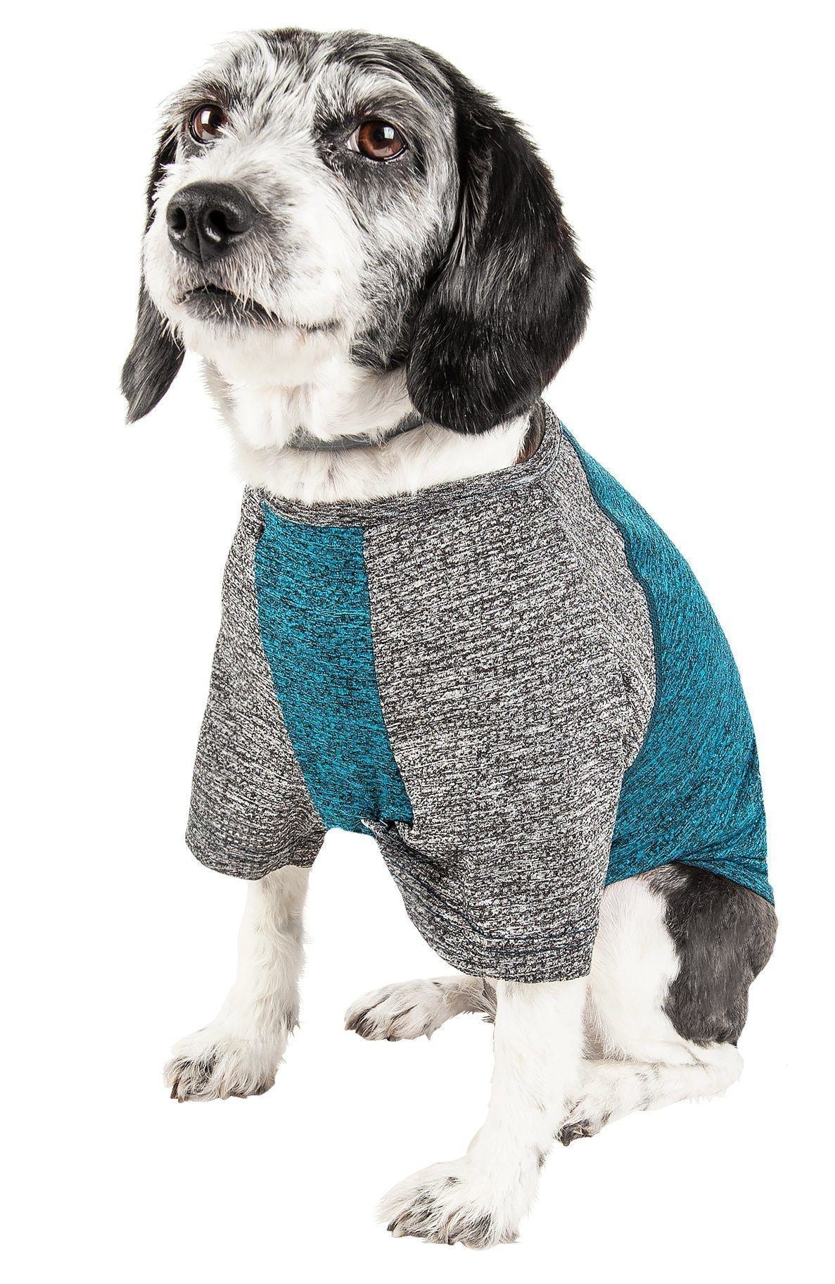 Dog wearing a gray and teal sweater on a white background