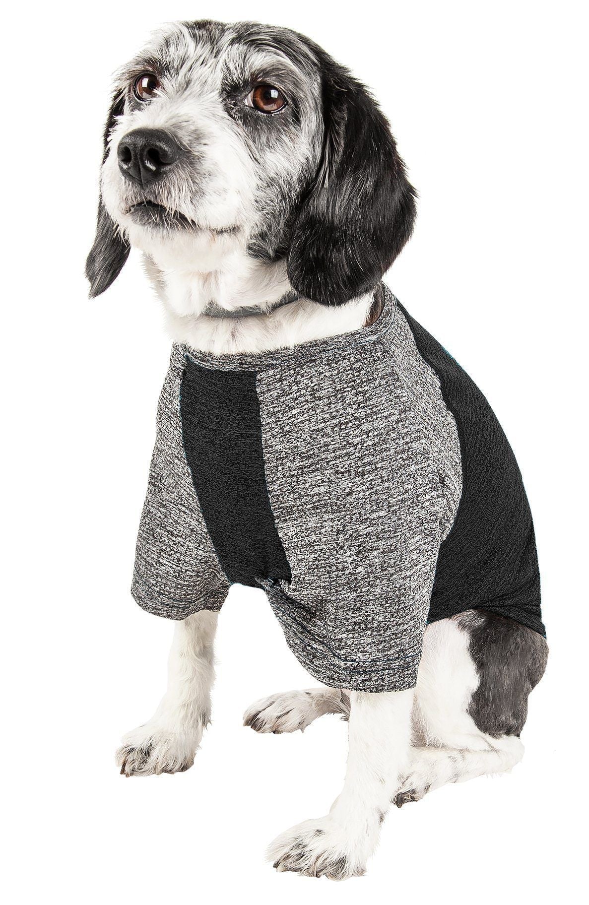 Dog wearing a gray and black sweater on a white background