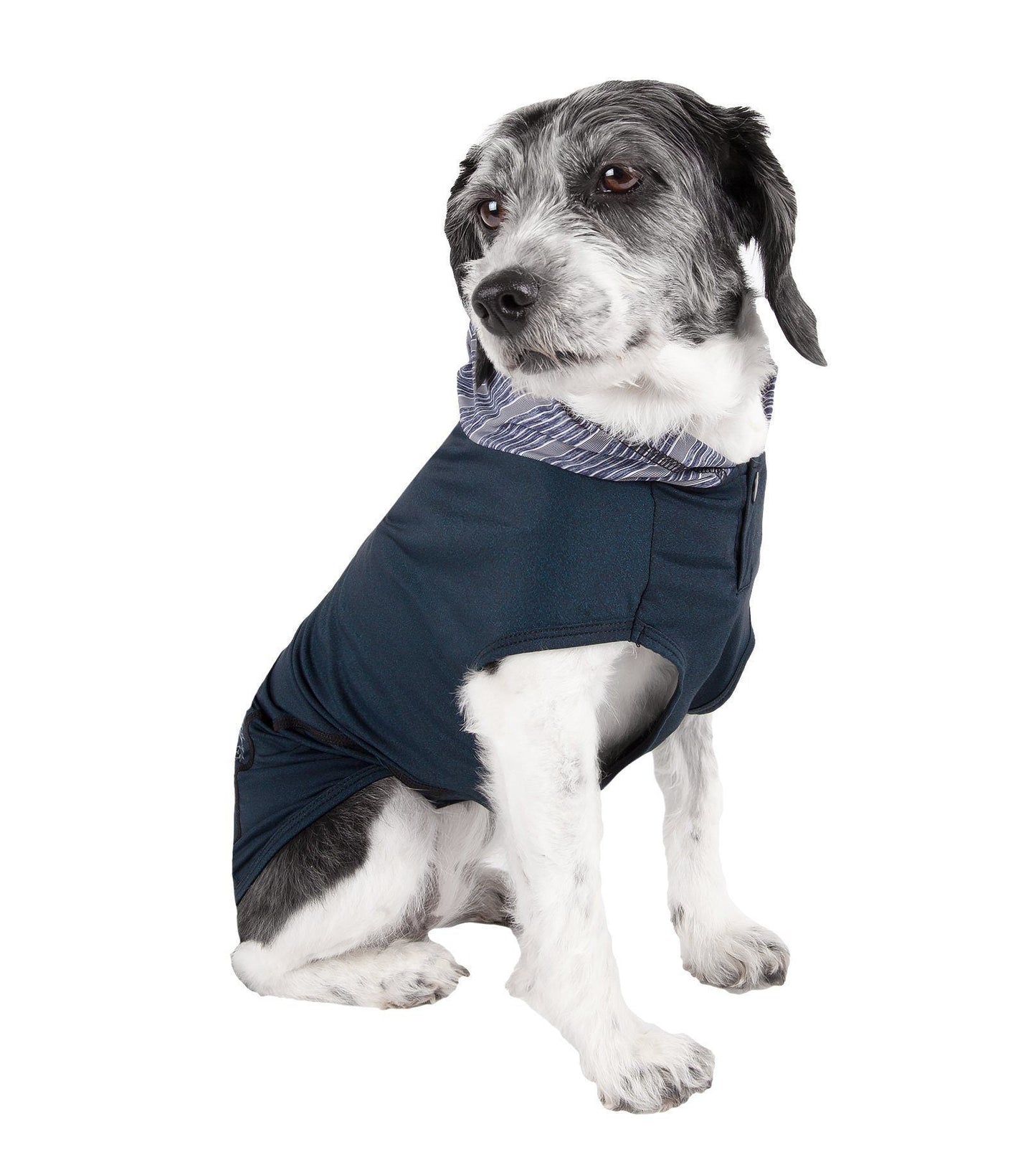 Dog wearing a navy blue coat with a white background