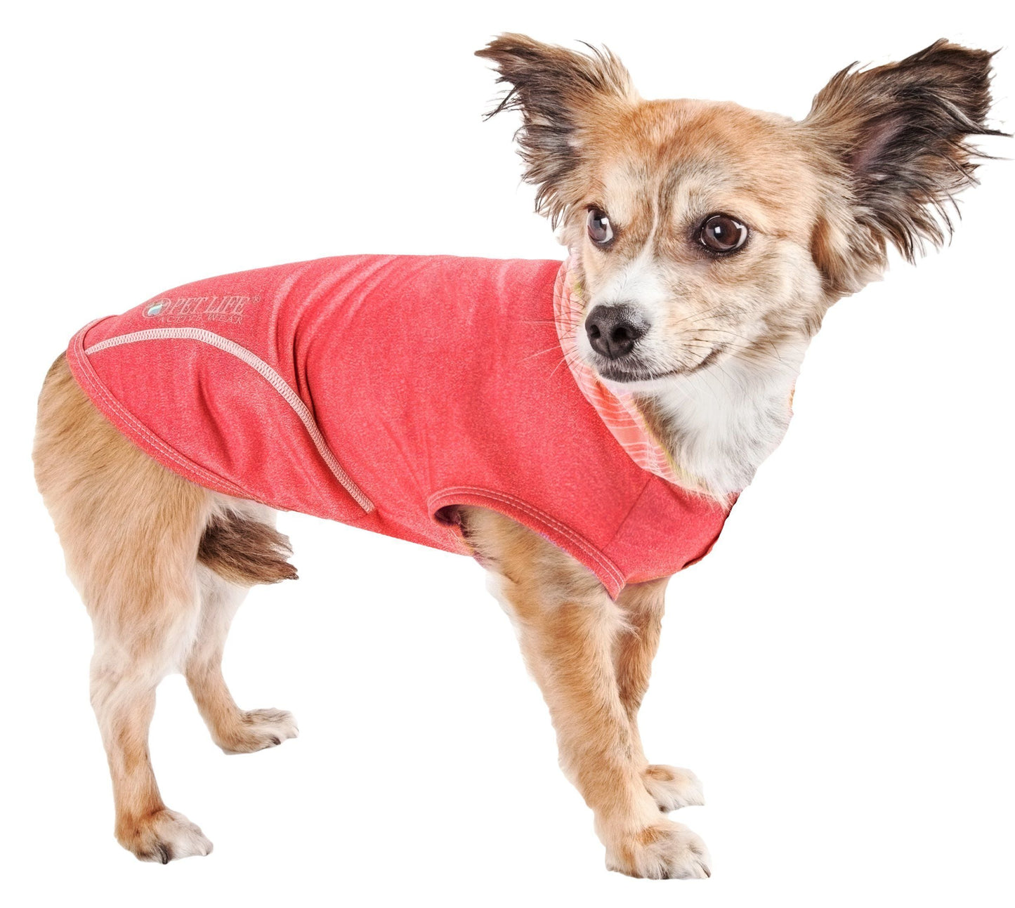 Dog wearing a red jacket on a white background