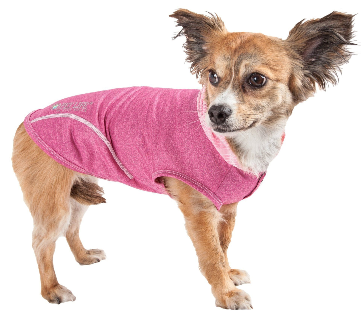 Dog wearing a pink sweater on a white background