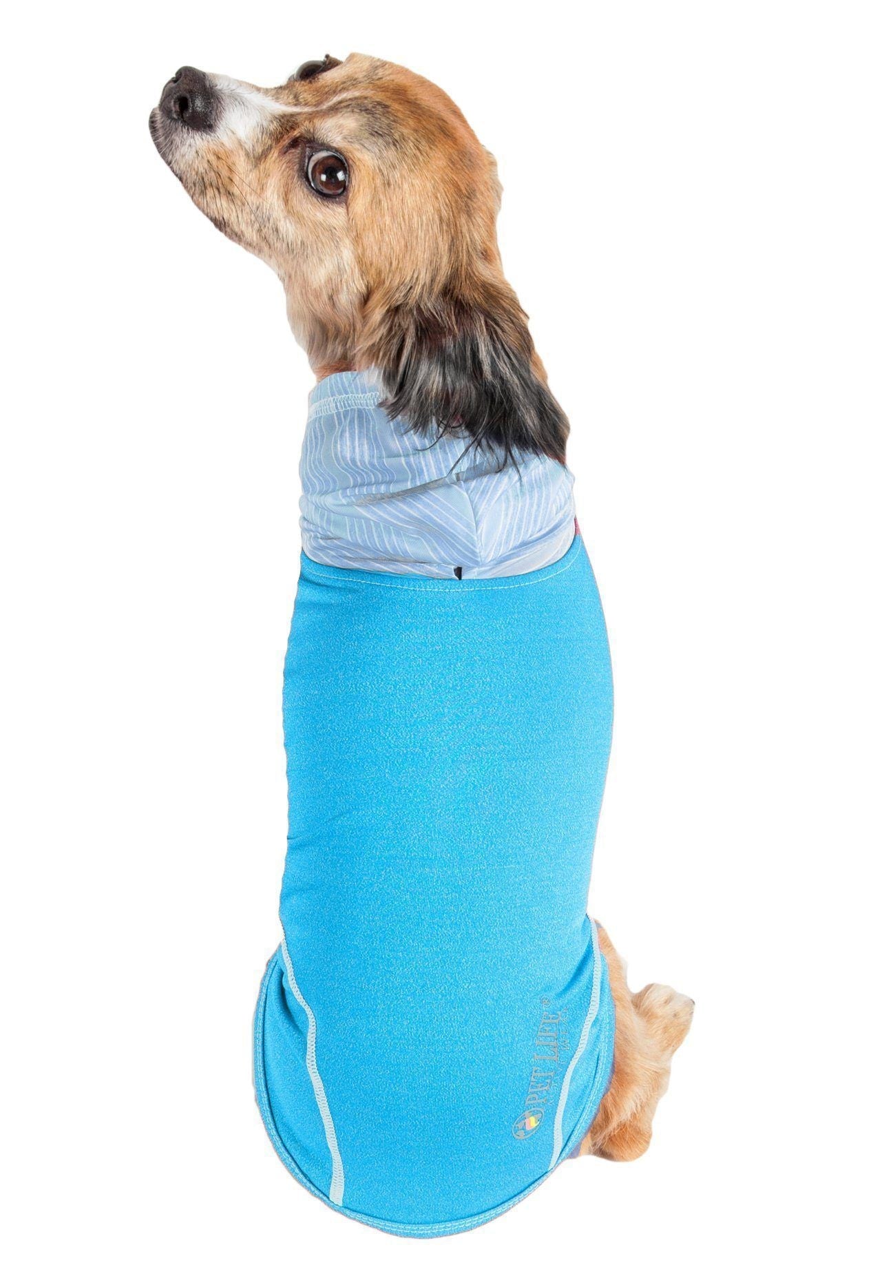 Dog wearing a blue and light blue striped sweater on a white background