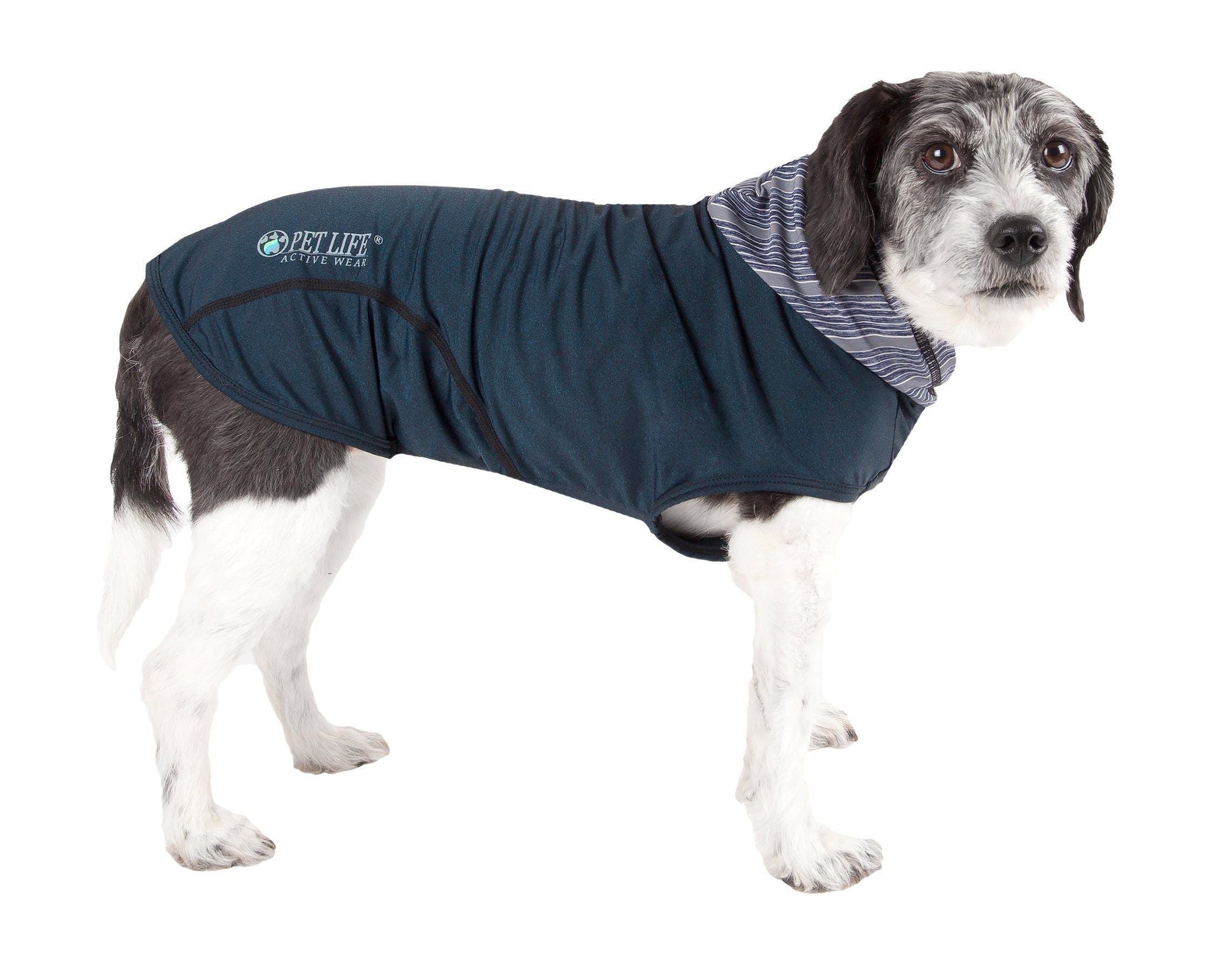 Dog wearing a blue coat with a visible brand logo on a white background