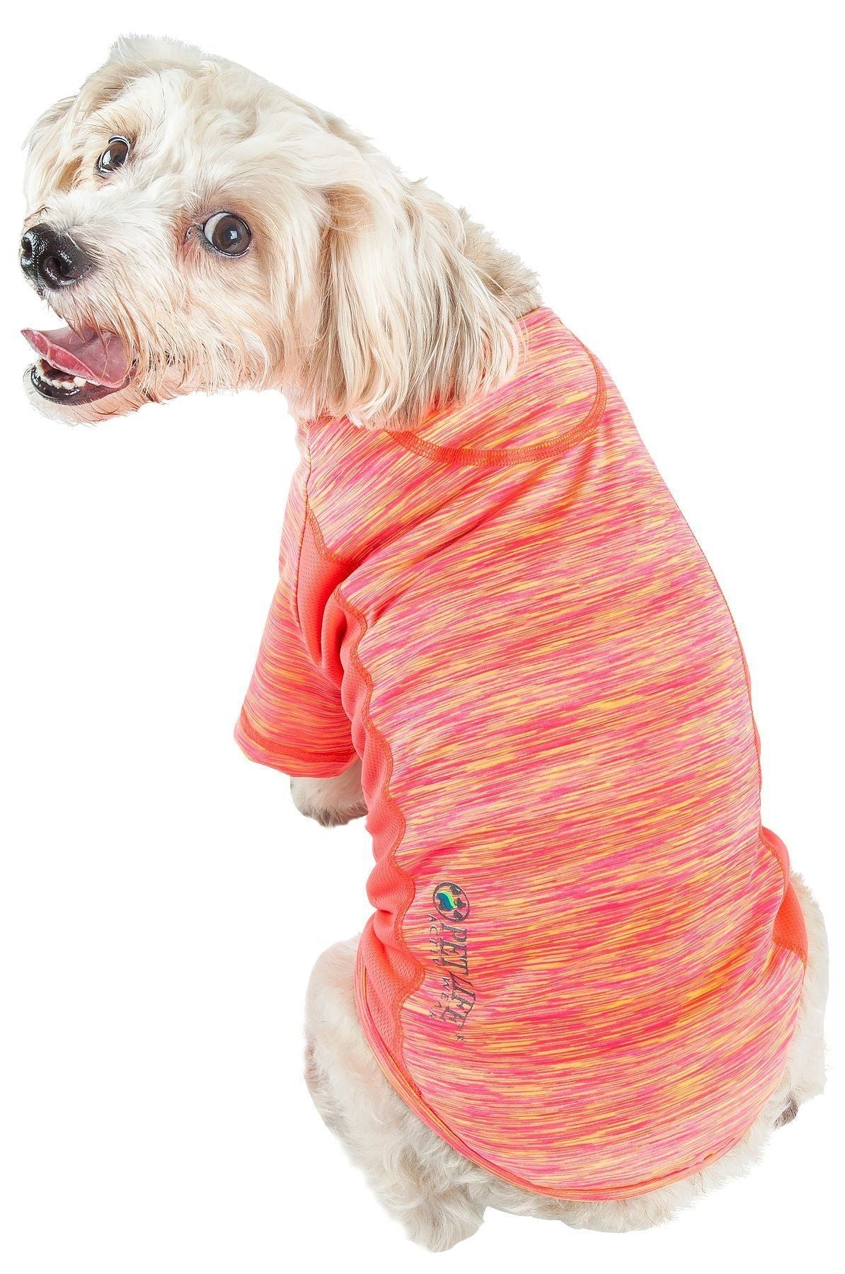 Dog wearing a colorful sweater on a white background