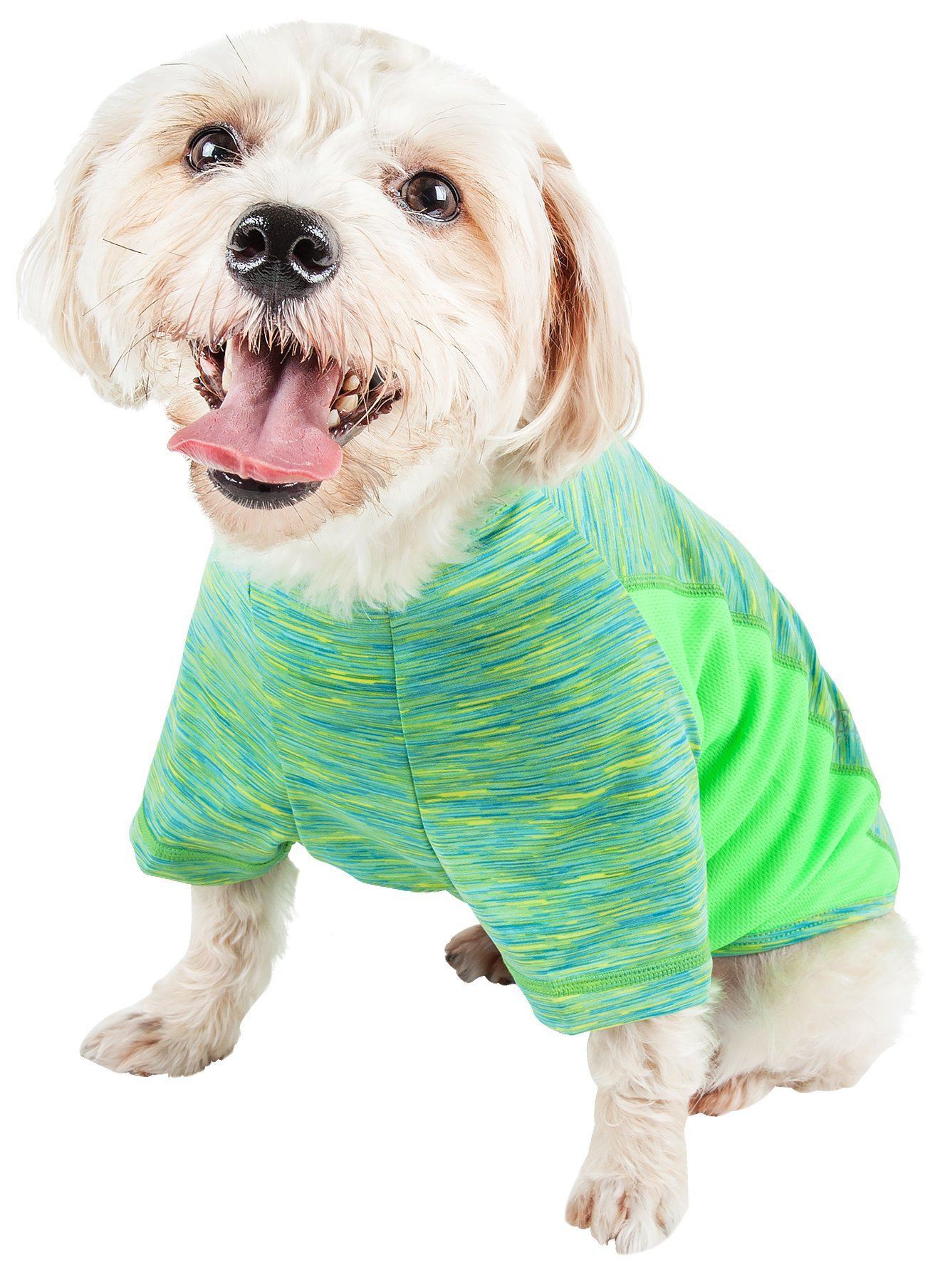 Dog wearing a green and blue striped shirt on a white background