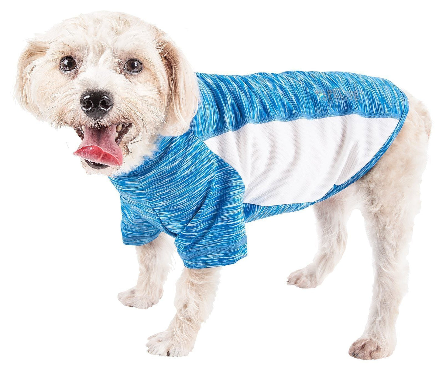 Dog wearing a blue and white patterned shirt on a white background