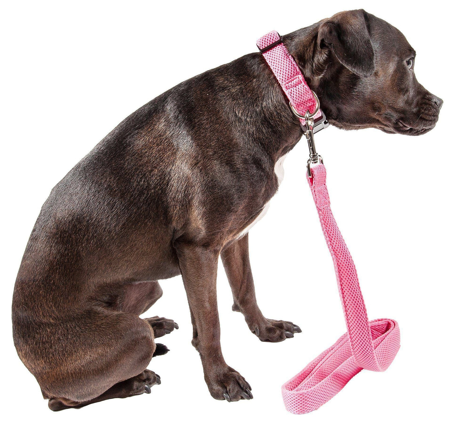 Dog wearing a pink collar and leash on a white background
