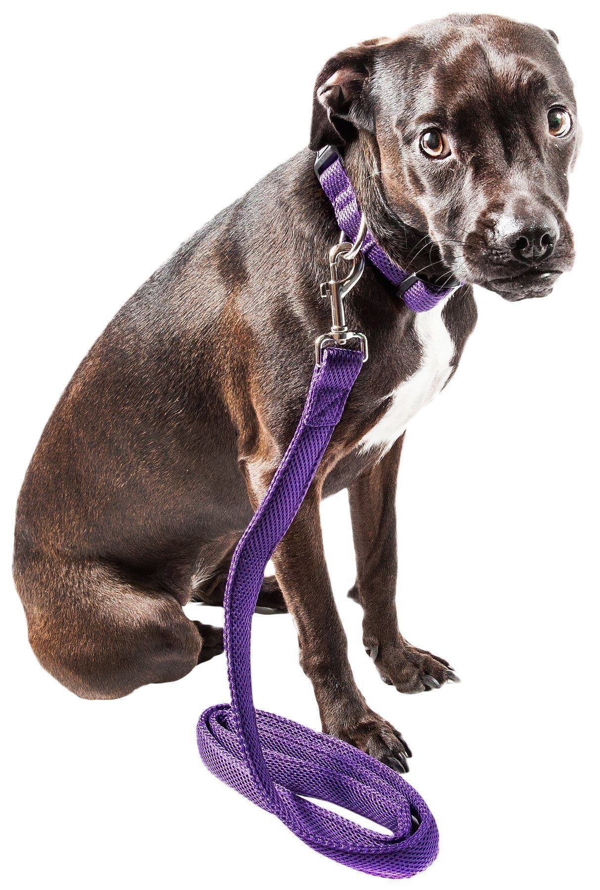 Dog wearing a purple harness and leash on a white background