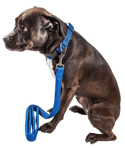Dog wearing a blue harness and leash on a white background