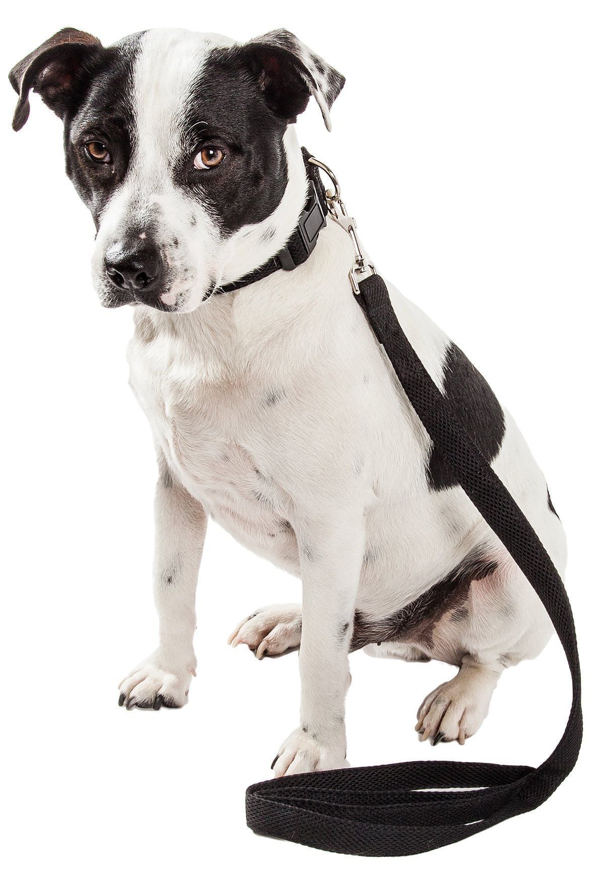 Black and white dog wearing a black leash on a white background