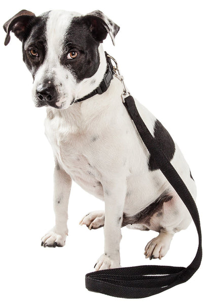 Black and white dog wearing a black leash on a white background