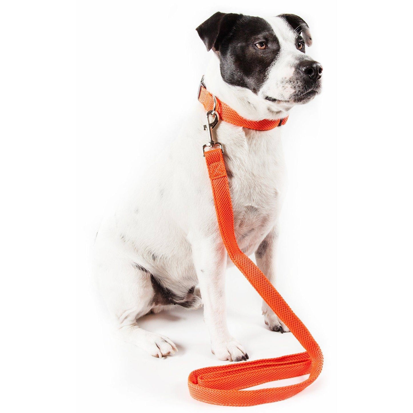 Dog wearing an orange collar and leash on a white background