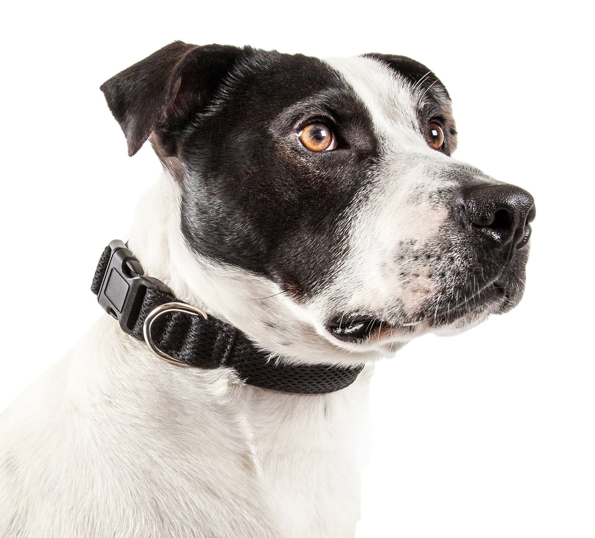 Dog wearing a black collar on a white background
