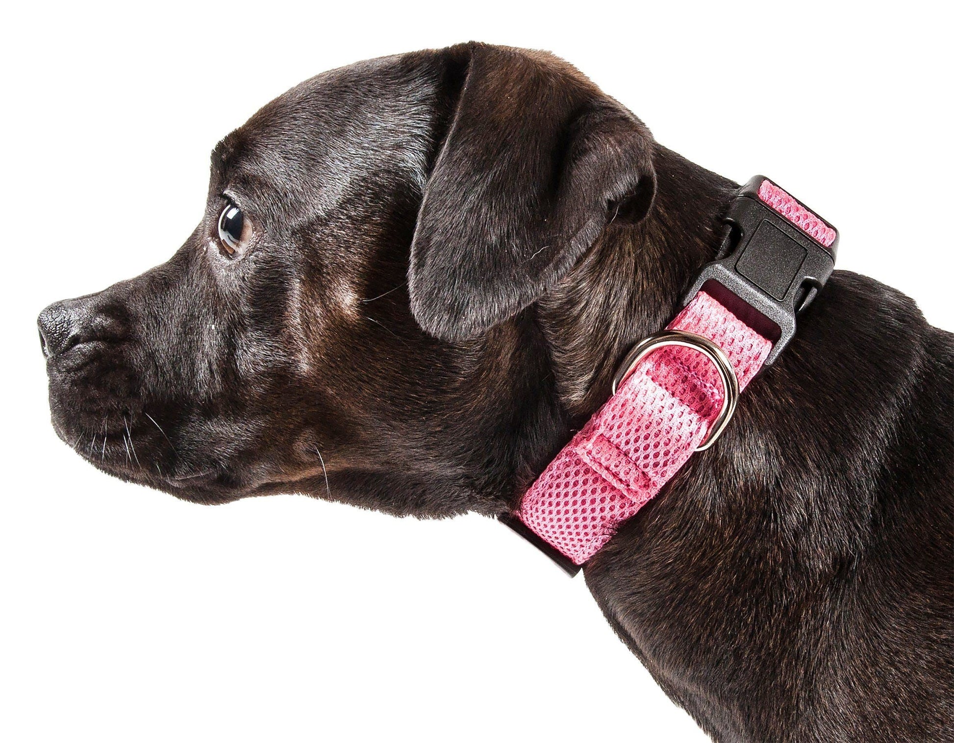 Black dog wearing a pink collar on a white background