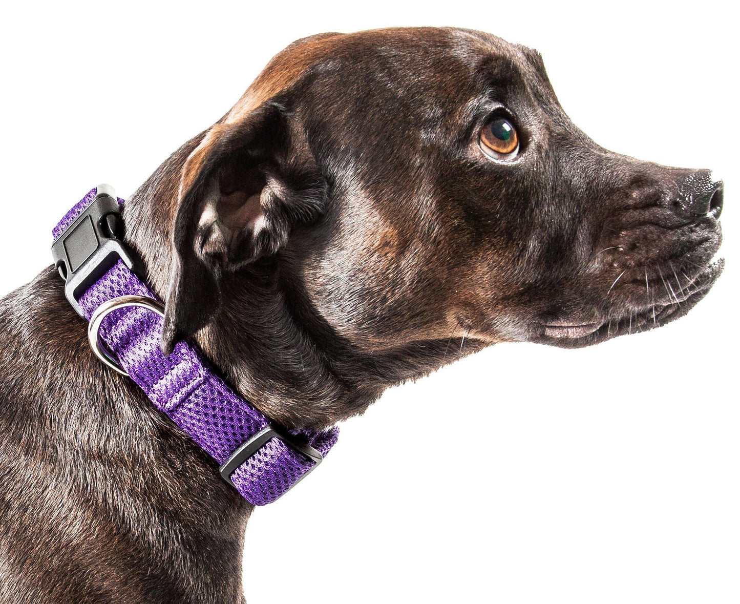 Dog wearing a purple collar on a white background
