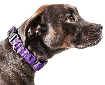 Dog wearing a purple collar on a white background