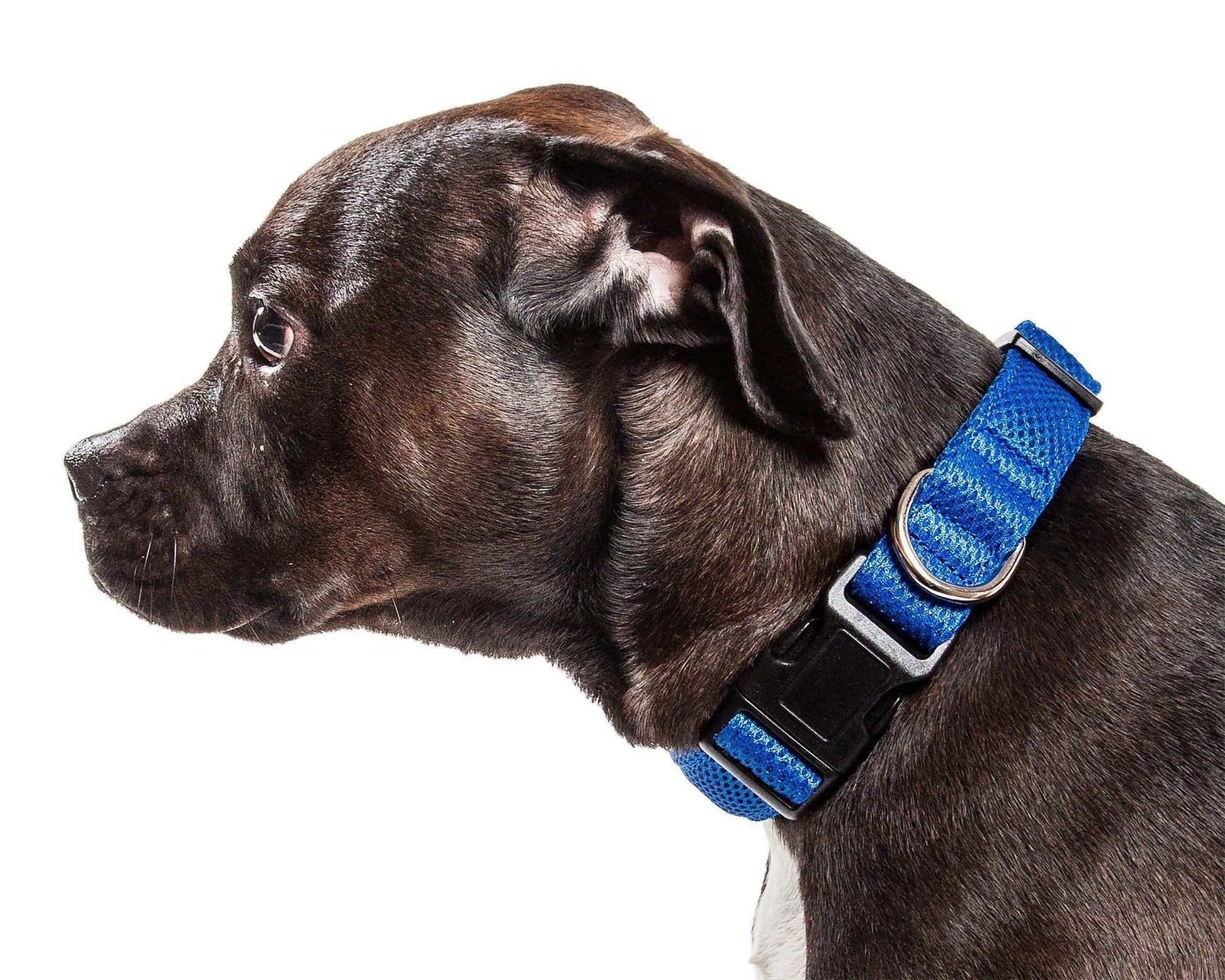 Dog wearing a blue collar on a white background