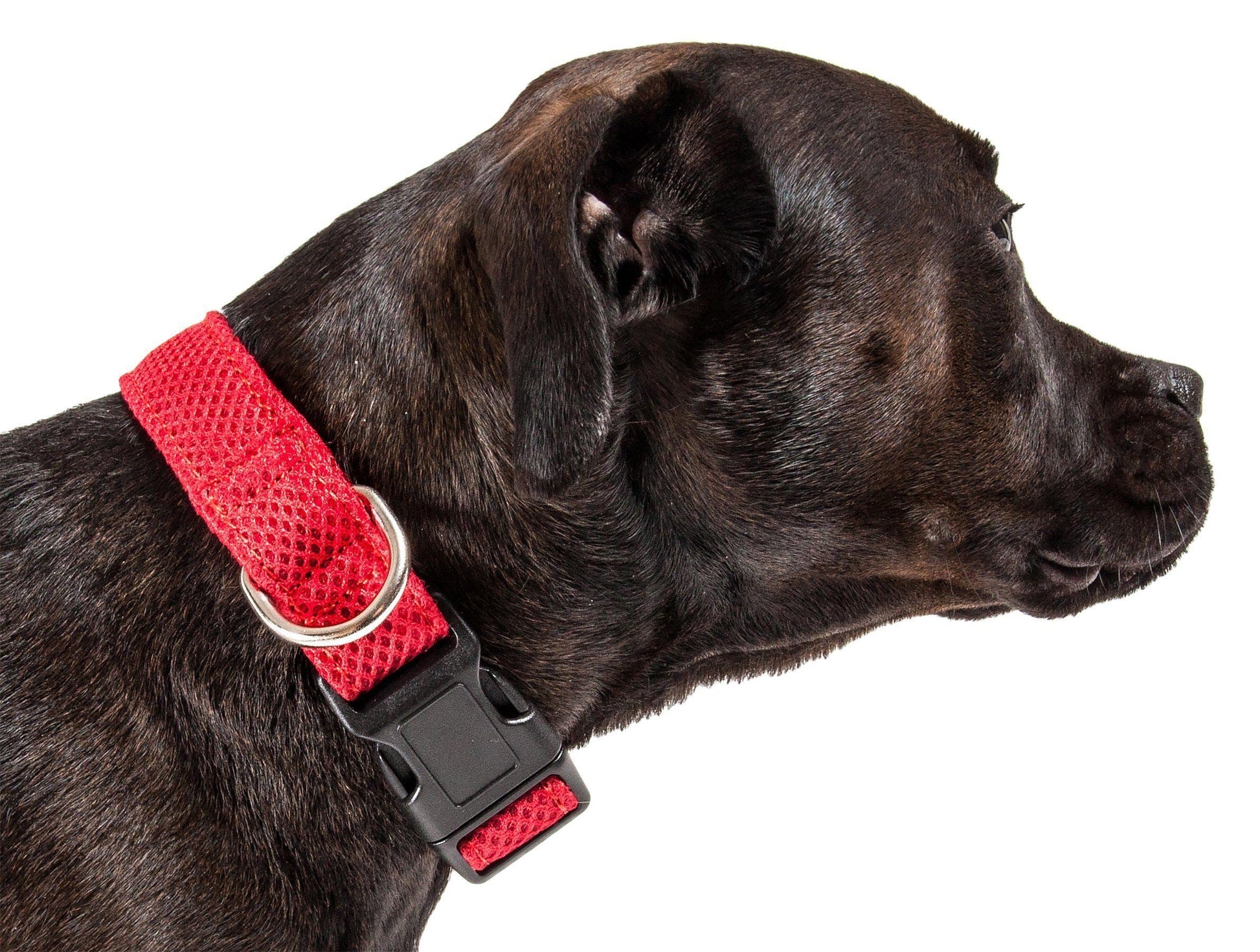 Black dog wearing a red collar on a white background