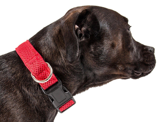 Black dog wearing a red collar on a white background