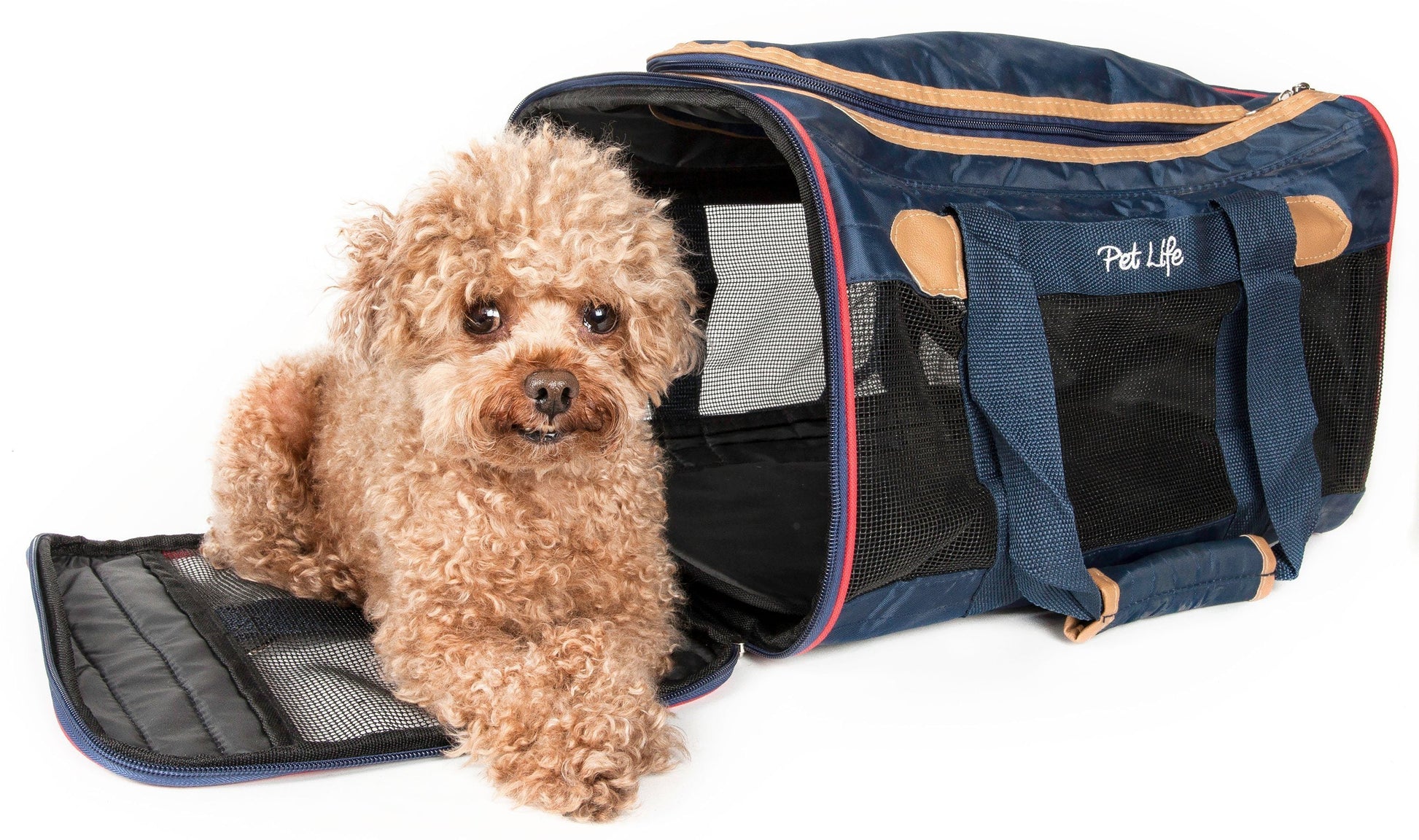 Small dog standing next to a blue pet carrier on a white background