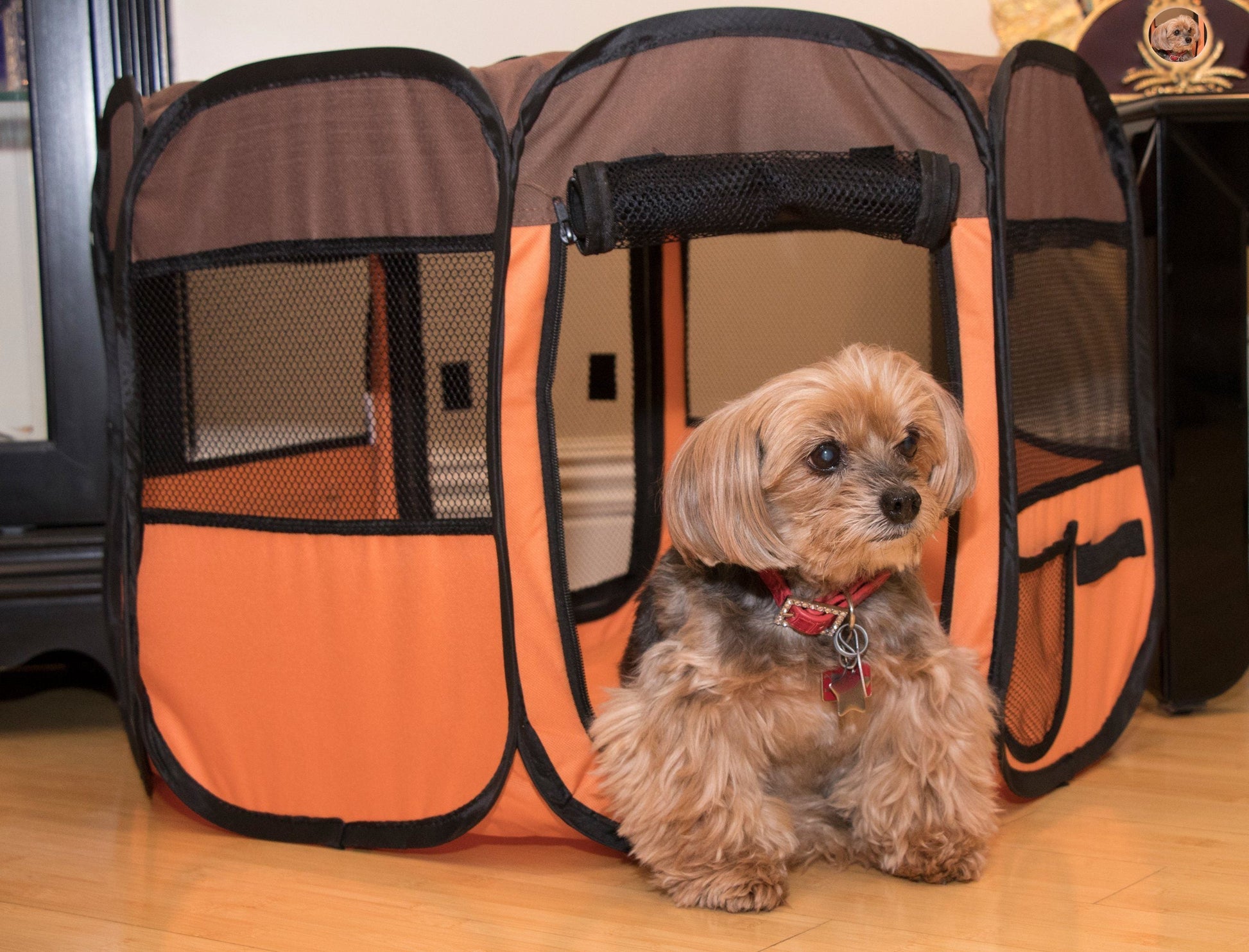 Small dog sitting in an orange and black pet carrier on a wooden floor.