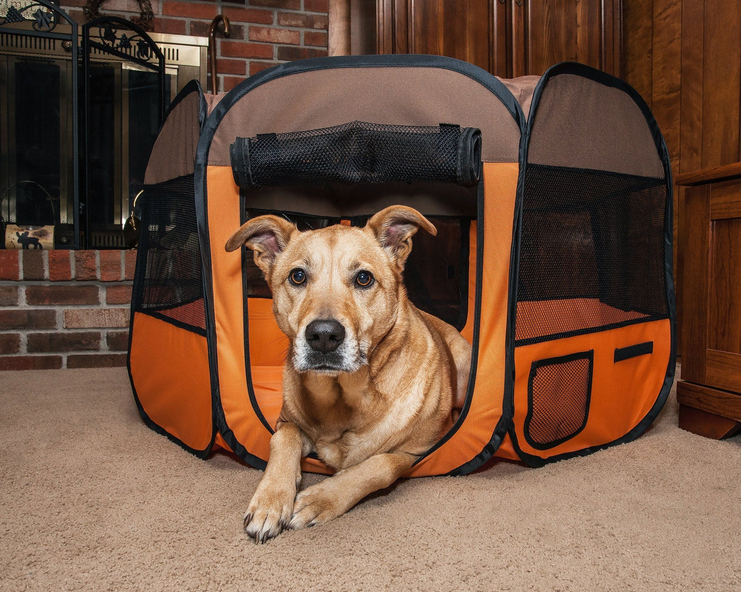 Dog inside an orange and black pet playpen in a home setting.