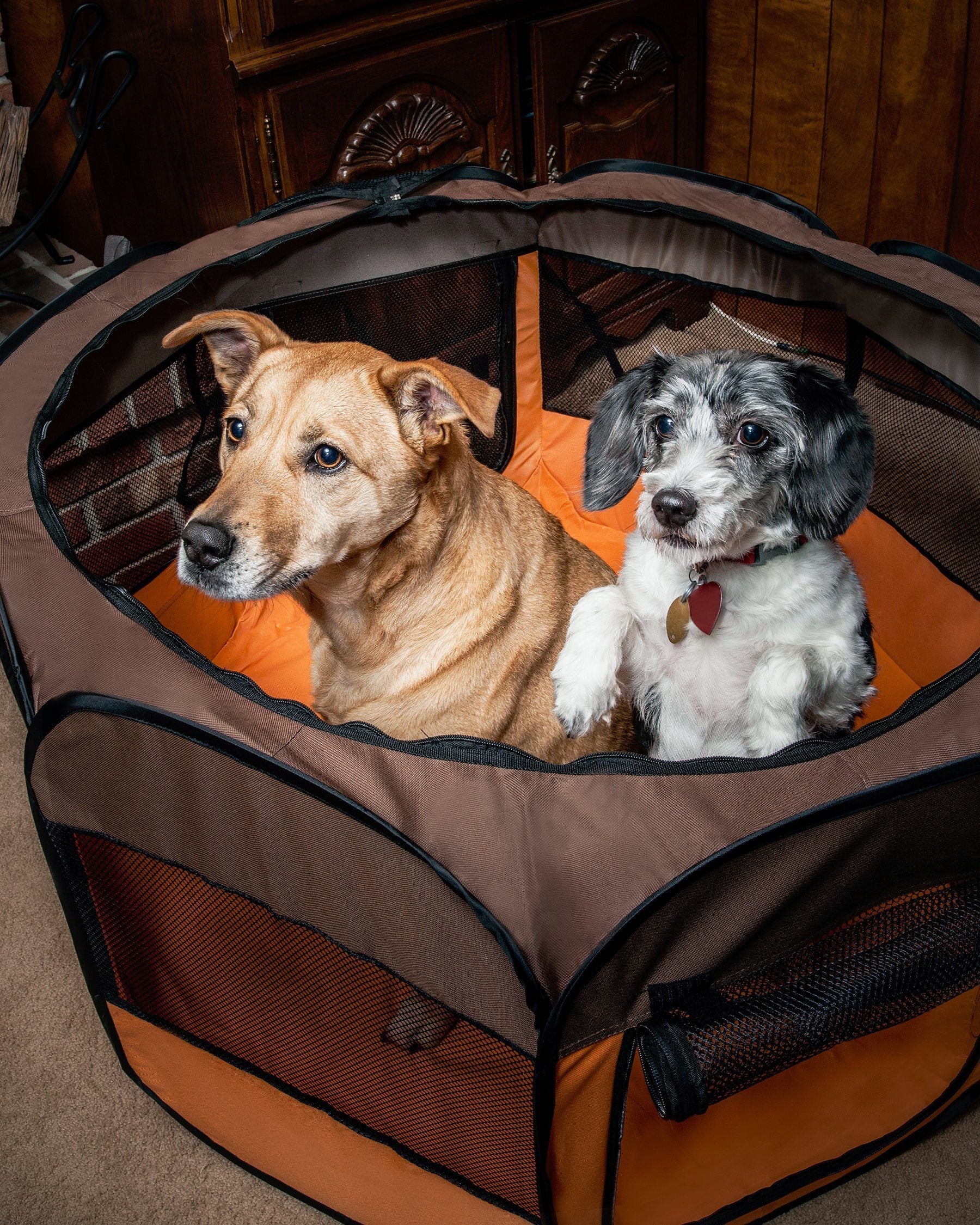 Two dogs inside a brown and orange pet carrier.