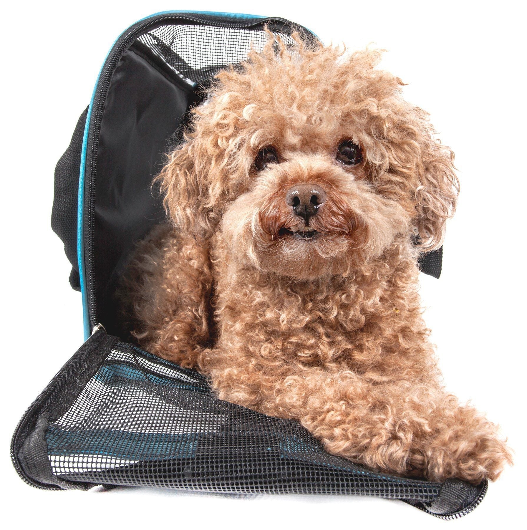 Small dog sitting inside a pet carrier with a white background