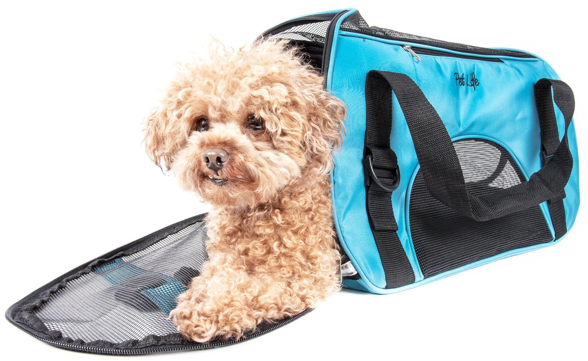Small dog inside a blue pet carrier on a white background
