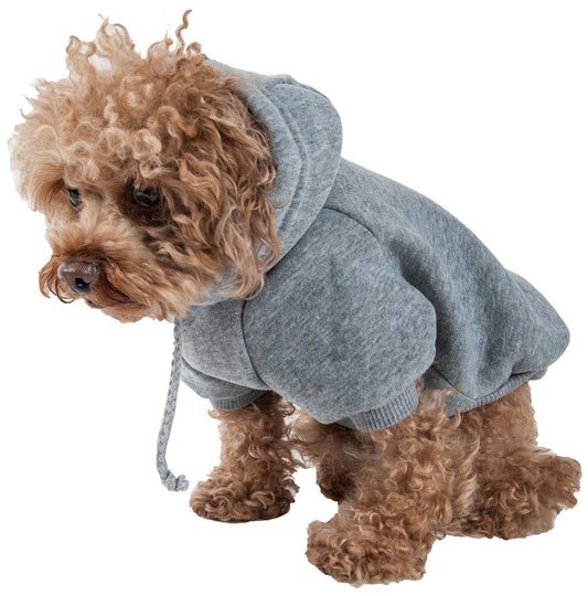 Dog wearing a gray hoodie on a white background