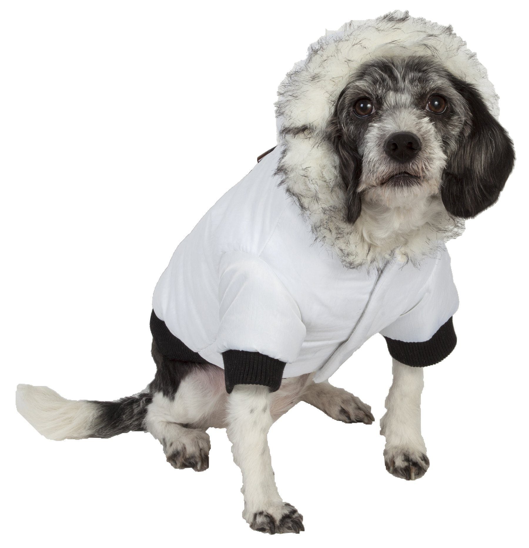 Dog wearing a white puffer jacket with black cuffs on a white background