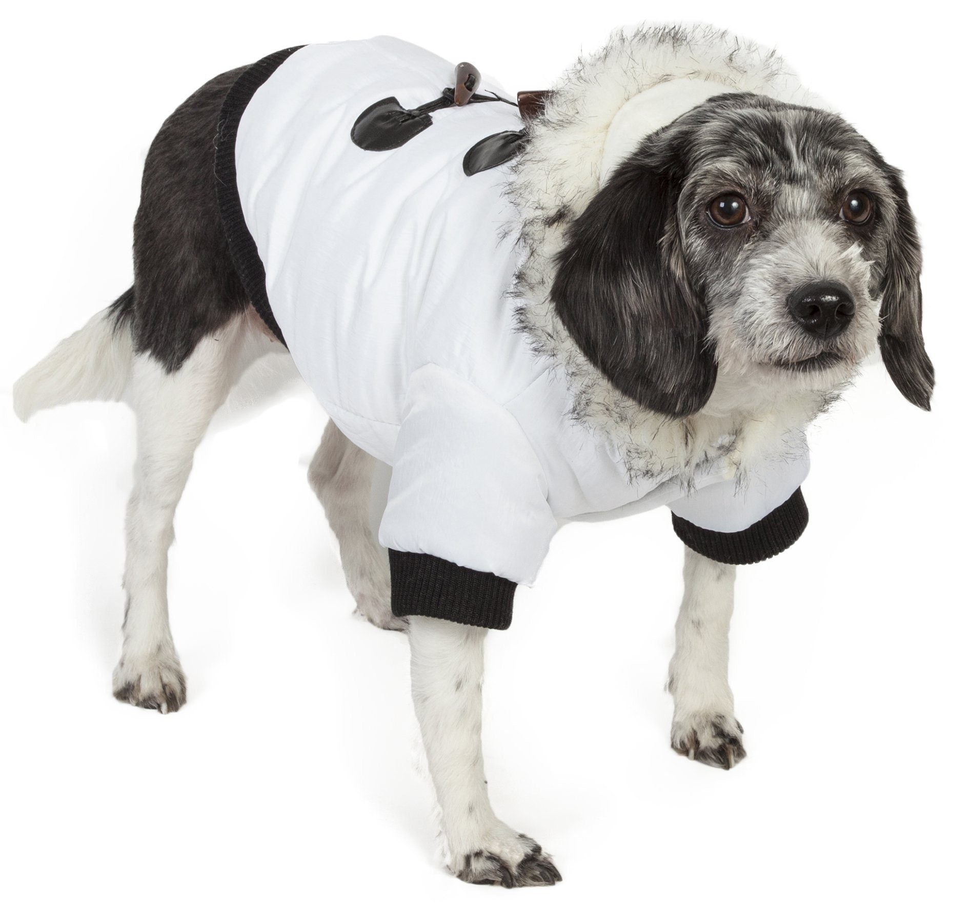 Dog wearing a white costume with black accents on a white background