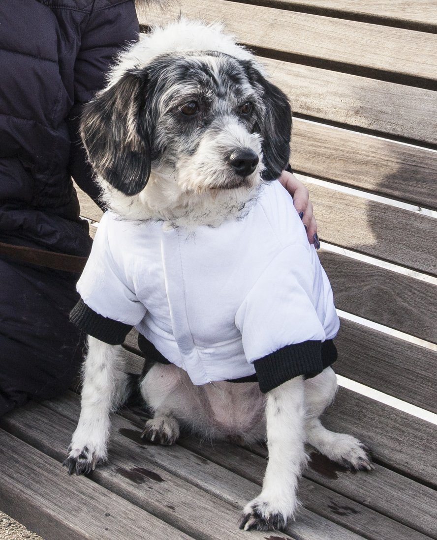 Dog wearing a white coat sitting on a wooden bench