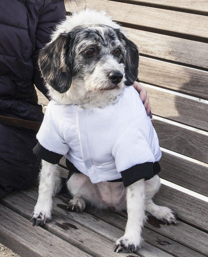Dog wearing a white coat sitting on a wooden bench