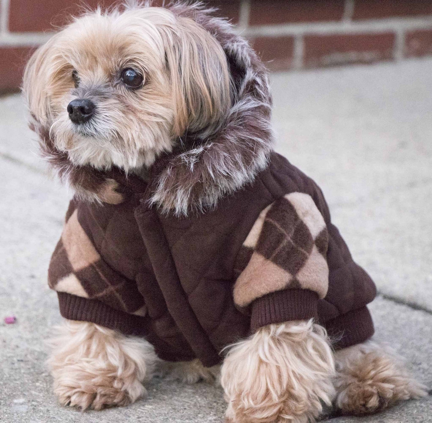 Small dog wearing a brown checkered hoodie on a concrete surface.